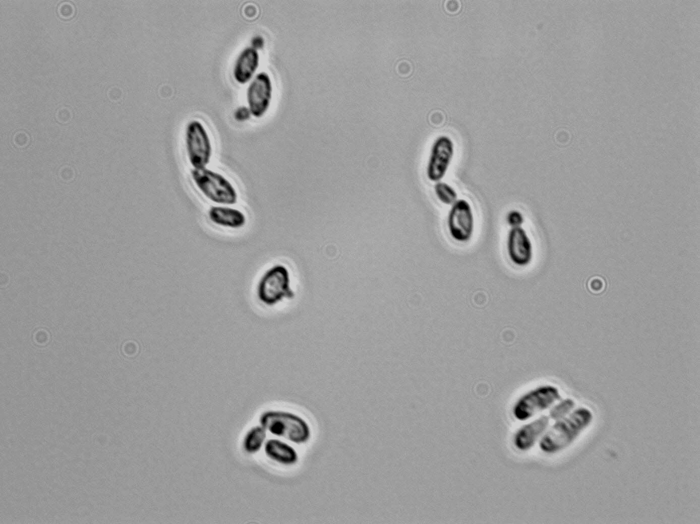 Candida vini Viticulture and Enology